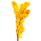 Сухоцвет персикого дерева, 50 г, длина — 70 см, цвет жёлтый - фото 7839223