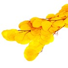 Сухоцвет персикого дерева, 50 г, длина — 70 см, цвет жёлтый - фото 9123007