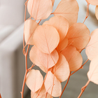 Сухоцвет персикого дерева, 50 г, длина — 70 см, цвет нежно-розовый - фото 7839225