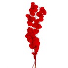 Сухоцвет персикого дерева, 50 г, длина — 70 см, цвет красный - фото 7839238