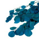 Сухоцвет персикого дерева, 50 г, длина — 70 см, цвет голубой - фото 9123019