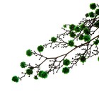Сухие цветы «Молочай Миля» , 25 г, длина — 70 см, цвет зелёный - Фото 5