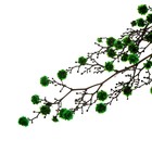 Сухие цветы «Молочай Миля», 25 г, длина — 70 см, цвет зелёный - Фото 5