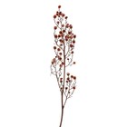 Сухие цветы «Молочай Миля» , 25 г, длина — 70 см, цвет розовый - фото 7839247