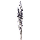 Сухие цветы «Молочай Миля» , 25 г, длина — 70 см, цвет фиолетовый - фото 7839250