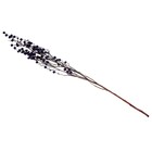 Сухие цветы «Молочай Миля», 25 г, длина — 70 см, цвет фиолетовый - Фото 4