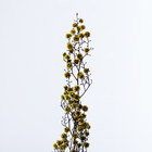 Сухие цветы «Молочай Миля» , 25 г, длина — 70 см, цвет жёлтый - фото 7839252