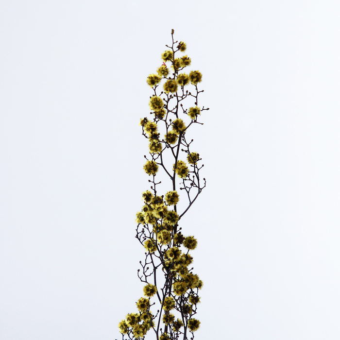 Сухие цветы молочай Миля , 25 гр, длина 70 см, цвет желтый