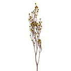 Сухие цветы «Молочай Миля» , 25 г, длина — 70 см, цвет жёлтый - фото 7839253
