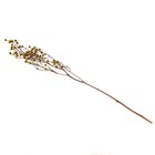 Сухие цветы «Молочай Миля» , 25 г, длина — 70 см, цвет жёлтый - фото 9123026