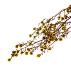 Сухие цветы «Молочай Миля» , 25 г, длина — 70 см, цвет жёлтый - фото 9123027
