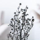 Сухие цветы «Молочай Миля», 25 г, длина — 70 см, цвет белый - Фото 2