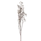 Сухие цветы «Молочай Миля» , 25 г, длина — 70 см, цвет белый - фото 7839256