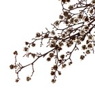 Сухие цветы «Молочай Миля», 25 г, длина — 70 см, цвет белый - Фото 5