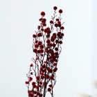Сухие цветы «Молочай Миля» , 25 г, длина — 70 см, цвет красный - фото 7839258