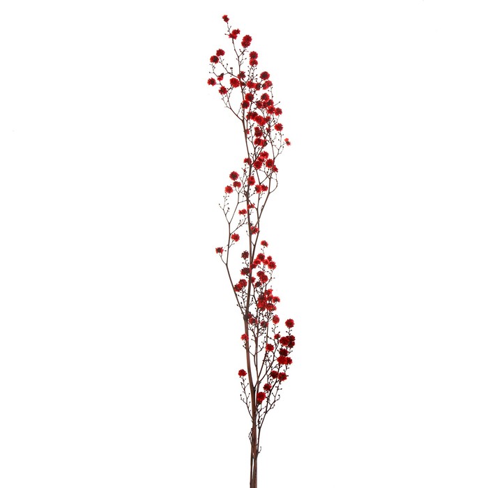 Сухие цветы молочай Миля , 25 гр, длина 70 см, цвет красный