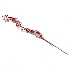 Сухие цветы «Молочай Миля» , 25 г, длина — 70 см, цвет красный - фото 9123030