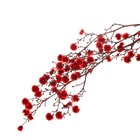 Сухие цветы «Молочай Миля» , 25 г, длина — 70 см, цвет красный - фото 9123031