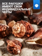 Набор ракушек, 5 - 7 см, 100 г - Фото 2