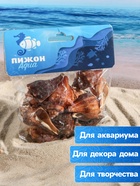 Набор ракушек, 5 - 7 см, 100 г - Фото 3