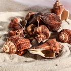 Набор ракушек, 5 - 7 см, 100 г - Фото 4