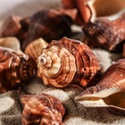 Набор ракушек, 5 - 7 см, 100 г - Фото 6