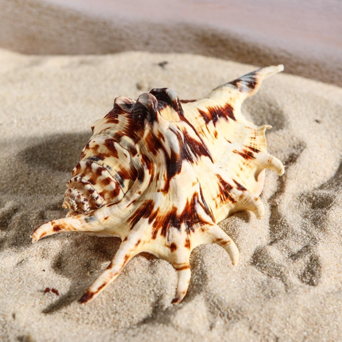 Ракушка декоративная, 7-11 см 1002234 Ракушка декоративная, 7-11 см 1002234