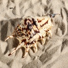 Ракушка декоративная, 7-11 см - Фото 5