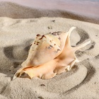 Ракушка декоративная, 7-11 см - Фото 6