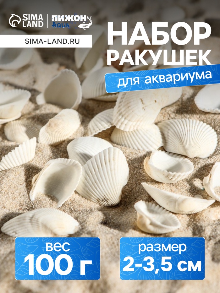 Набор ракушек, 2 - 3.5 см, 100 г - Фото 1