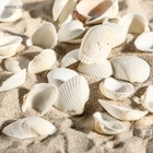 Набор ракушек, 2 - 3.5 см, 100 г - Фото 4