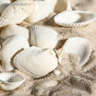 Набор ракушек, 2 - 3.5 см, 100 г - Фото 5