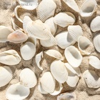 Набор ракушек, 2 - 3.5 см, 100 г - Фото 6