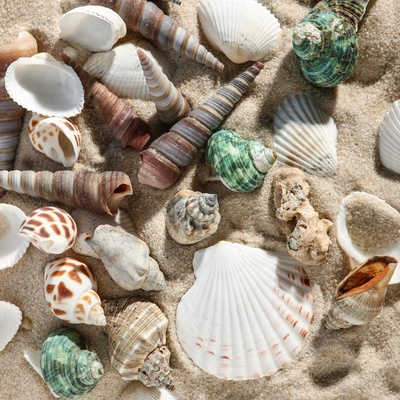 Набор ракушек Пижон Аква 100 г, микс №1