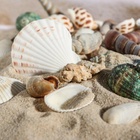 Набор ракушек Пижон Аква 100 г, микс №1 - Фото 6