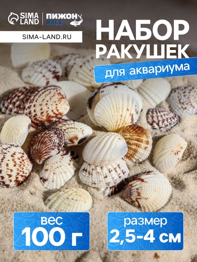Набор ракушек, 2,5 - 4 см, 100 г