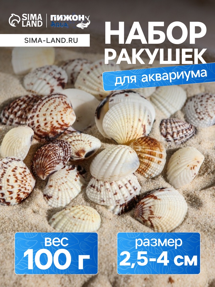 Набор ракушек, 2.5 - 4 см, 100 г - Фото 1
