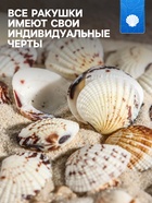 Набор ракушек, 2.5 - 4 см, 100 г - Фото 2