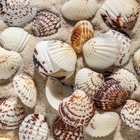 Набор ракушек, 2.5 - 4 см, 100 г - Фото 4