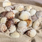 Набор ракушек, 2.5 - 4 см, 100 г - Фото 5