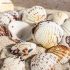 Набор ракушек, 2.5 - 4 см, 100 г - Фото 6