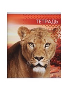 Комплект тетрадей, 48 листов в клетку, Calligrata «Дикие кошки», серые листы, 4 штуки 9243537 - фото 5743687