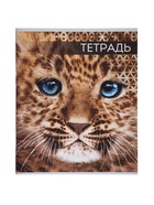 Комплект тетрадей, 48 листов в клетку, Calligrata «Дикие кошки», серые листы, 4 штуки 9243537 - фото 5743688