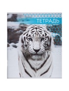 Комплект тетрадей, 48 листов в клетку, Calligrata «Дикие кошки», серые листы, 4 штуки 9243537 - фото 5743689