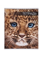 Тетради 4 штук, 48 листов в линейку «Дикие кошки», серые листы - Фото 5