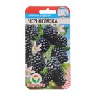 Семена Ежевика садовая «Черноглазка», 10 шт., «Сибирский сад» - Фото 1