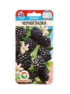 Ежевика "Черноглазка", 10 шт - Фото 1