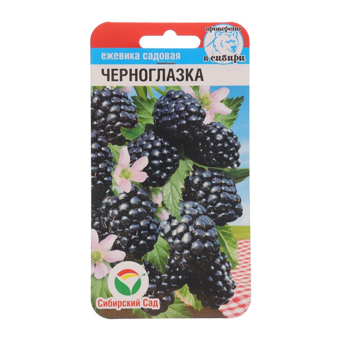 Ежевика "Черноглазка", 10 шт - Фото 1