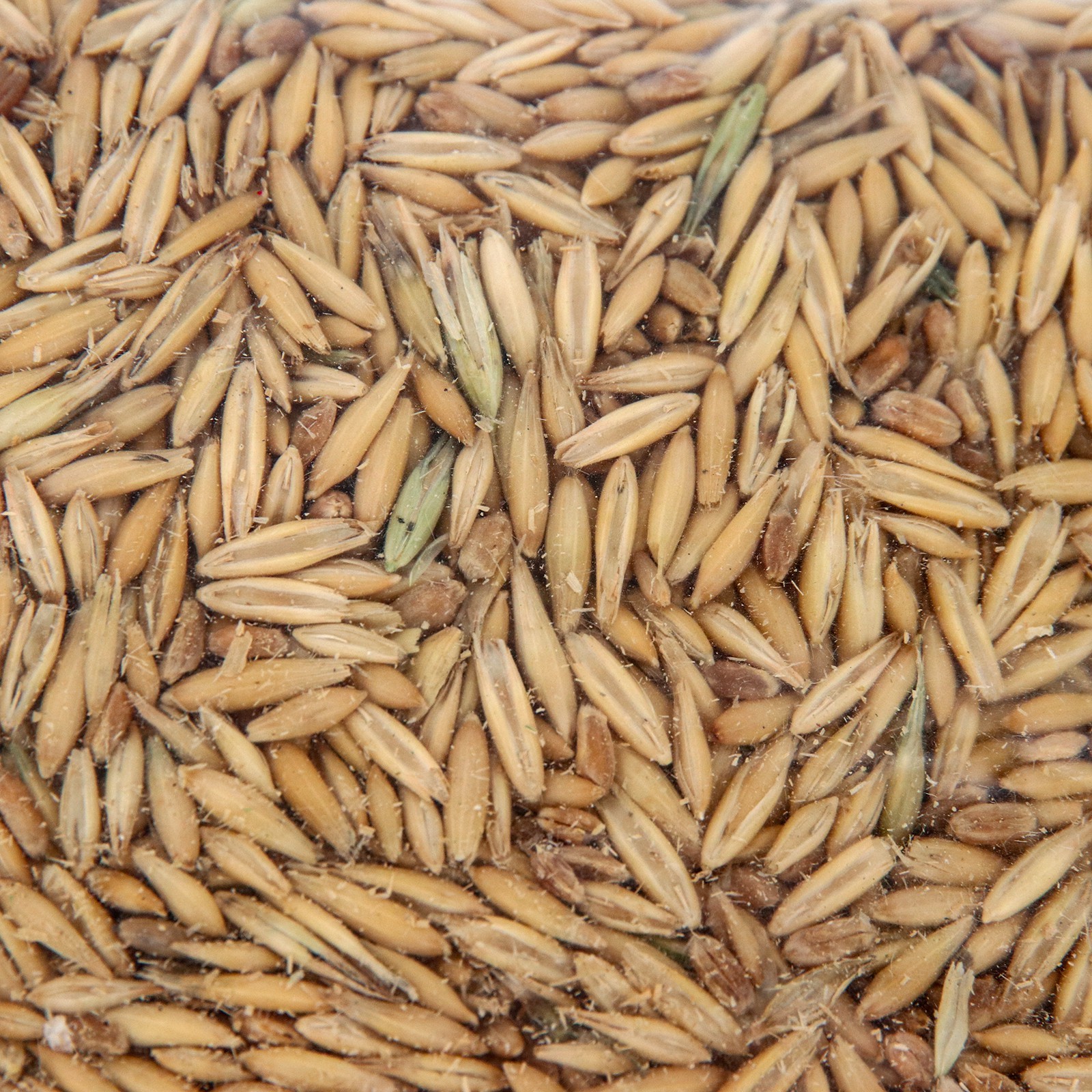 Как выглядят семена овса Как выглядят семена овса