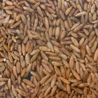 Семена Рожь "Рецепты Дедушки Никиты", 1 кг (комплект 2 шт) - фото 23166733